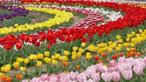 サンテパルクたはらチューリップフェア(5)