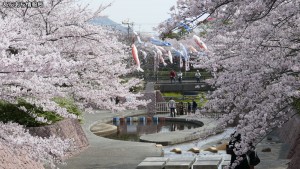滝頭公園 滝頭桜まつり(2)