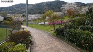 滝頭公園 滝頭桜まつり(4)