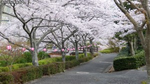 滝頭公園 滝頭桜まつり(5)