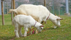 滝頭公園 滝頭桜まつり(6)