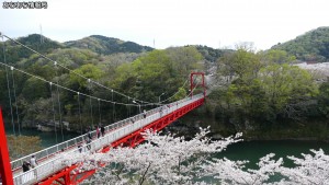 新城市 桜淵公園の桜(3)