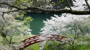 20160409_sakurabutch03