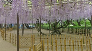 岡崎公園 五万石藤まつり(2)