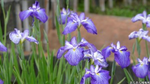 賀茂しょうぶ園 花しょうぶ祭り(2)