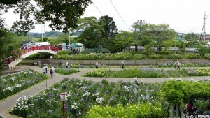 賀茂しょうぶ園 花しょうぶ祭り(3)