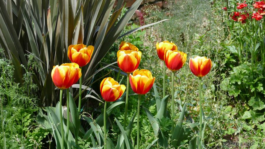 20170424_denpark050.jpg