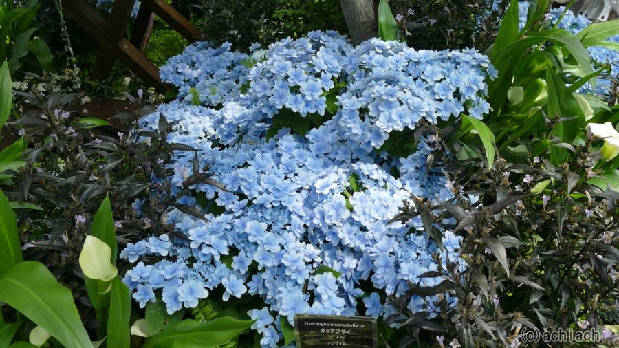 20170424_denpark056.jpg