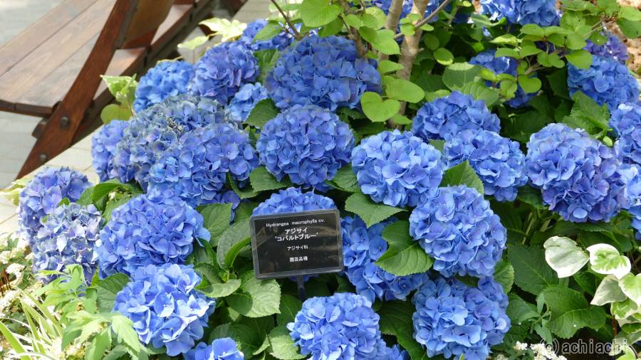 20170424_denpark062.jpg