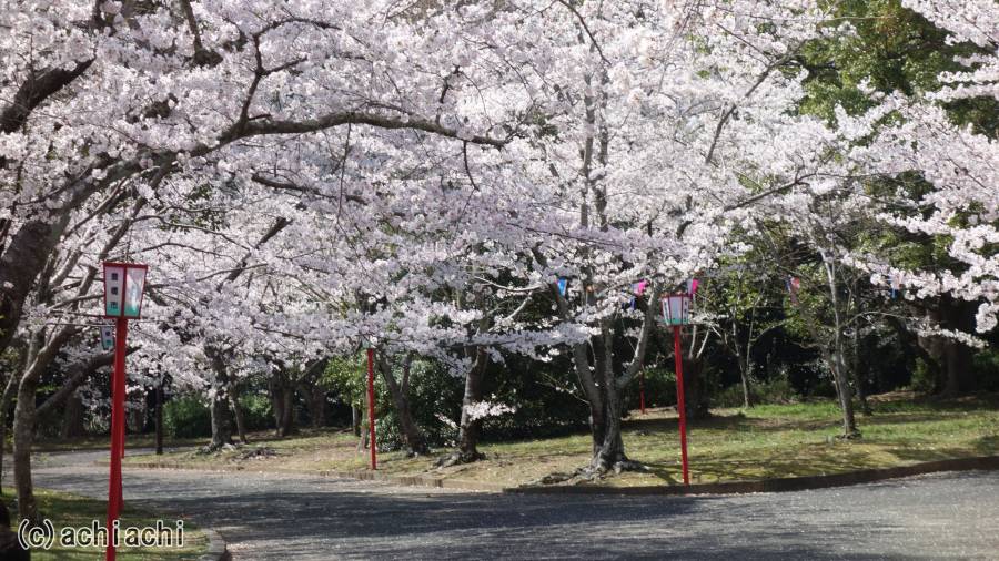 2018年豊橋市向山緑地桜まつり(2)