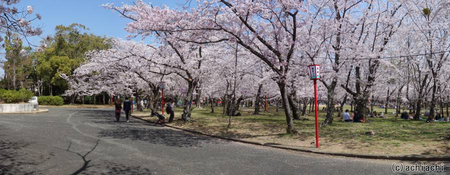 2018年豊橋市向山緑地桜まつり(パノラマ)