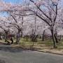 20180328_sakura3.jpg