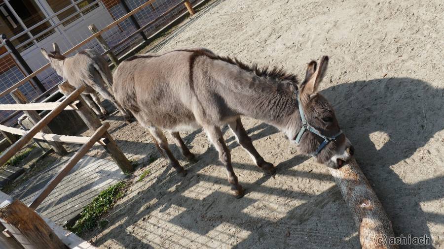20180325_toyohashi_zoo_020.jpg