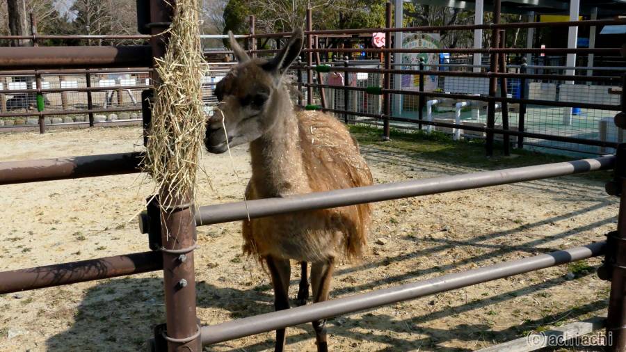 20180325_toyohashi_zoo_030.jpg