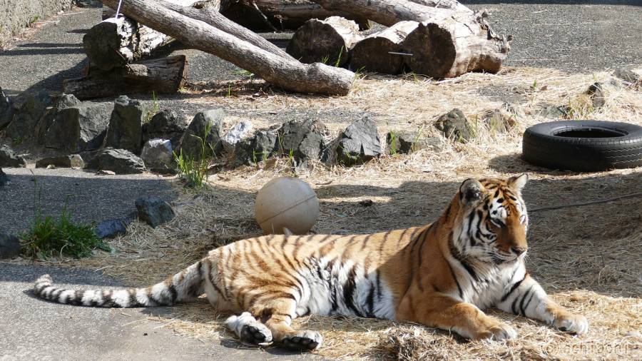 20180325_toyohashi_zoo_070.jpg