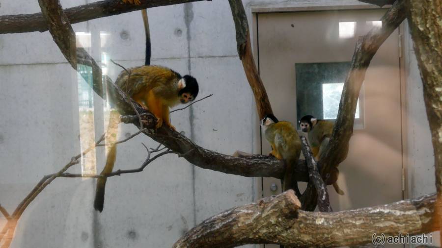 20180325_toyohashi_zoo_100.jpg