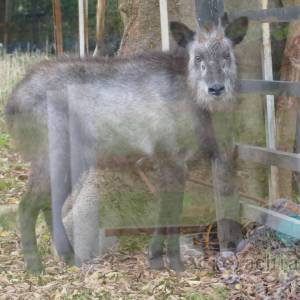 20181011_zoo01.jpg