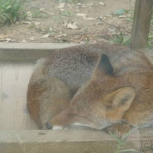 20181011_zoo03.jpg