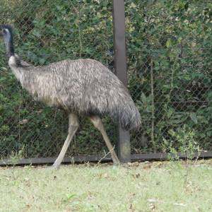 20181011_zoo07.jpg