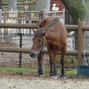 20181011_zoo08.jpg