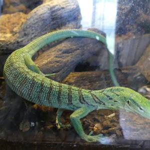 20181011_zoo17.jpg