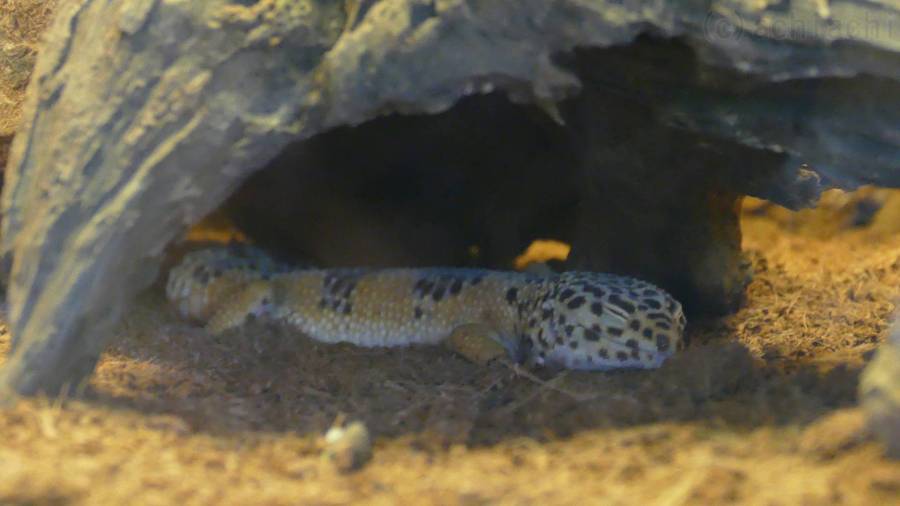 ヒョウモントカゲモドキ