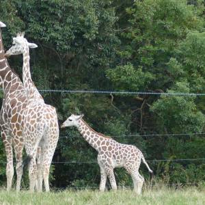 20181011_zoo31.jpg