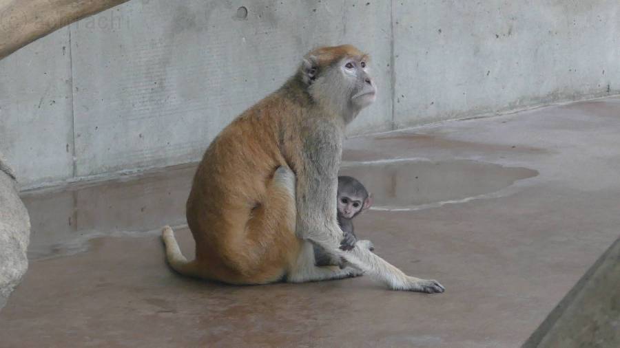 パタスザルの赤ちゃん