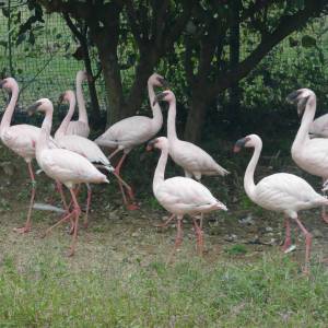 20181011_zoo37.jpg