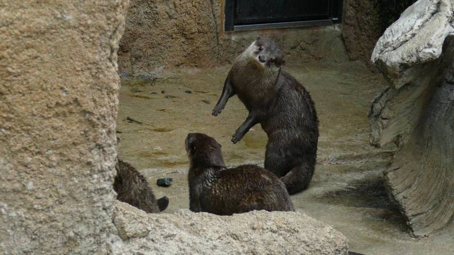 コツメカワウソ