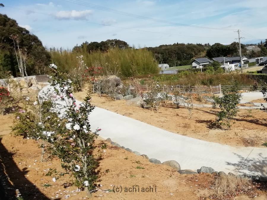 医王寺(さざんか寺)のさざんか園